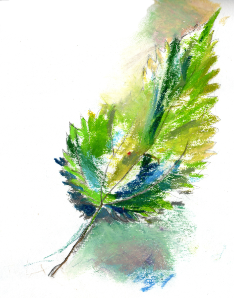 croquis feuille