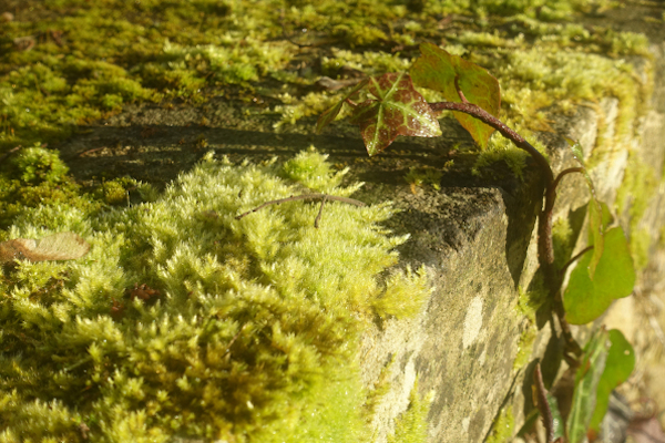 papille paysage (2)