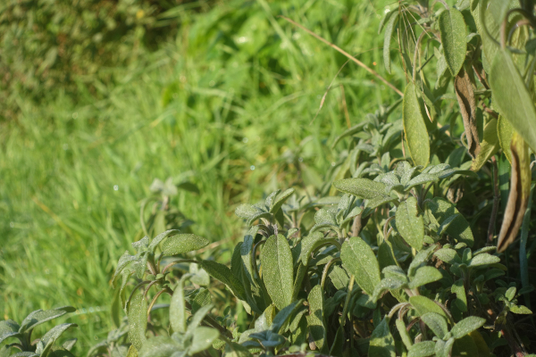 papille paysage (3)