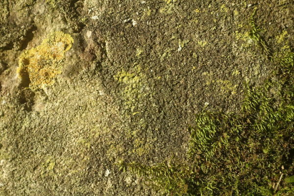 papille paysage (4) croquis paysagiste