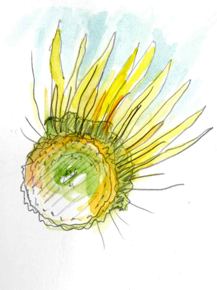 tournesol recadré